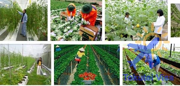 Mô hình trồng rau trong nhà kính ở Nhật Bản là như thế nào